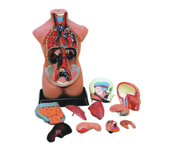 Modelo Anatômico de Torso Assexuado 50cm