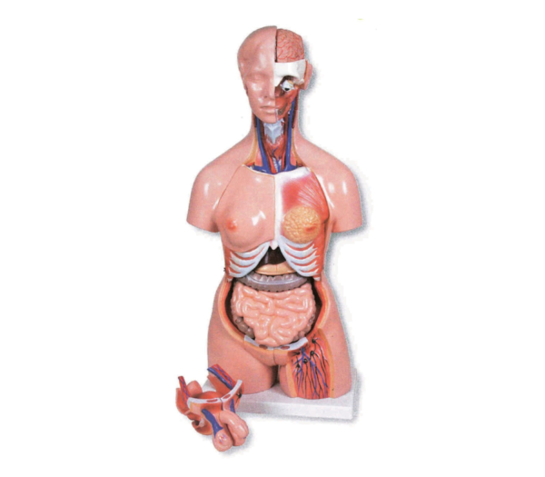 Modelo Anatômico de Torso Bissexual 85cm